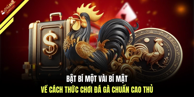 Bật bí một vài bí mật về cách thức chơi đá gà chuẩn cao thủ