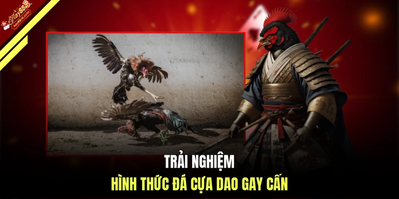 Trải nghiệm hình thức đá cựa dao gay cấn